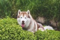 Close-up Portrait of cute Beige and white Siberian Husky dog lying in the sea grass on the beach Royalty Free Stock Photo