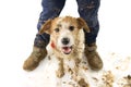 HAPPY DIRTY DOG AND CHILD. FUNNY JACK RUSSELL AND BOY LEGS AFTER PLAY IN A MUD PUDDLE. ISOLATED SHOT AGAINST WHITE BACKGROUND.