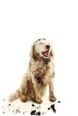 HAPPY DIRTY DOG. FUNNY MUDDY PUPPY MAKING A FACE AFTER PLAY INA MUD PUDDLE. ISOLATED STUDIO SHOT AGAINST WHITE BACKGROUND