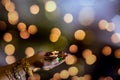 Happy Diwali - Woman hands with henna holding lit candle isolated on dark background. Clay Diya lamps lit during Dipavali, Hindu Royalty Free Stock Photo