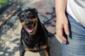 A happy Doberman Pinscher dog looks at the camera. An adult woma