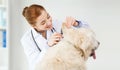 Happy doctor with otoscope and dog at vet clinic