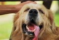 Happy Dog Royalty Free Stock Photo