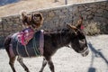 Happy dog above a donkey by the mountains Royalty Free Stock Photo