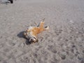 Happy dog at the beach Royalty Free Stock Photo