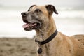 Happy Dog on Beach