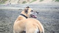 Happy Dog on Beach