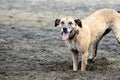 Happy Dog on Beach Digging