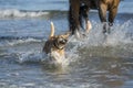 Happy dog at the beach Royalty Free Stock Photo