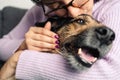 Happy dog being kissed by his owner. Close up caption Royalty Free Stock Photo