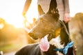 Black and White Dog with blue bandana being walked in Sunset Royalty Free Stock Photo