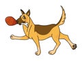 Happy Dog With Big Bone in mouth. German shepherd dog