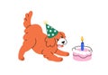 Happy dog with birthday cake, candle. Funny pet in b-day hat, cap celebrating one year. Cute puppy with holiday present Royalty Free Stock Photo