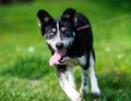 Happy dog with blue and brown eyes on the green grass Royalty Free Stock Photo