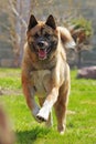 Happy dog breed Akita inu is running