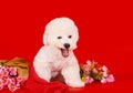 A happy dog breeds bichon frize sits on a red background.