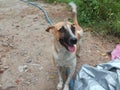 Happy dog. Brown. White. Pet puppy.. Sri Lanka Royalty Free Stock Photo