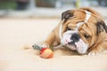 Happy dog Bulldog playing with apple