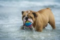 Happy dog Bulldog playing at the sea Royalty Free Stock Photo