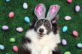 Happy dog with bunny ears surrounded by Easter eggs Royalty Free Stock Photo