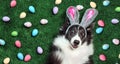 Dog with bunny ears surrounded by Easter eggs Royalty Free Stock Photo