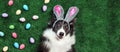Dog with bunny ears surrounded by Easter eggs