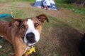 Happy dog camping