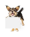 Happy Dog Carrying Blank Sign Royalty Free Stock Photo