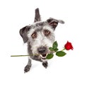 Happy Dog Carrying Red Rose Royalty Free Stock Photo