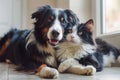 Happy dog and cat portrait, displaying amazing friendship on isolated white background Royalty Free Stock Photo