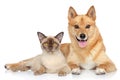 Happy dog and cat together Royalty Free Stock Photo