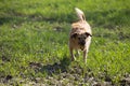 Happy dog caught ball toy, terrier dog playing with ball Royalty Free Stock Photo