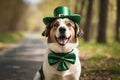 Happy dog celebrating St. Patrick\'s Day. A young dog in a leprechaun hat. St. Patrick\'s Day theme concept Royalty Free Stock Photo