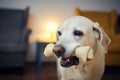 Happy dog with chewing bone at home