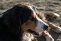 Happy dog chilling in the ground Royalty Free Stock Photo