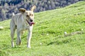 Dog close-up while running in a prairie Royalty Free Stock Photo