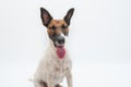 Happy dog with closed eyes, studio backdrop.