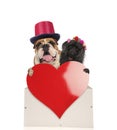 Happy dog couple holding a big red heart Royalty Free Stock Photo