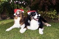 Happy Dog Couple Happy New Year Christmas Celebrate Royalty Free Stock Photo