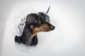 Happy dog dachshund, black and tan, ready to take a bath with soap in the tub in shower cap Royalty Free Stock Photo