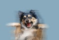 A happy dog dancing on blue background. Royalty Free Stock Photo