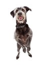 Happy Dog Dancing on Hind Legs Royalty Free Stock Photo