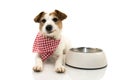 HAPPY DOG EATING FOOD. JACK RUSSELL SMILING WITH A CHECKERED NAPKIN LYING DOWN NEXT TO A EMPTY BOWL. ISOLATED SHOT AGAINST WHITE Royalty Free Stock Photo