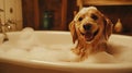 A happy dog enjoying a bubble bath in a cozy bathroom setting. Dog hygiene Royalty Free Stock Photo