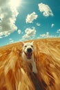 Happy Dog Enjoying Sunshine Amidst Golden Wheat Field Under Beautiful Blue Sky with Fluffy Clouds Royalty Free Stock Photo