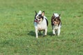 Happy dog family,Mother dog with puppies,Fun dog,Happy dogs having fun in a field, running on the field.Chihuahua. Royalty Free Stock Photo
