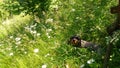 Happy dog in flower field