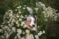 A happy dog in flowers.The Astralian Shepherd Tricolor Royalty Free Stock Photo