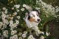 A happy dog in flowers.The Astralian Shepherd Tricolor Royalty Free Stock Photo
