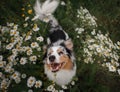 A happy dog in flowers.The Astralian Shepherd Tricolor Royalty Free Stock Photo